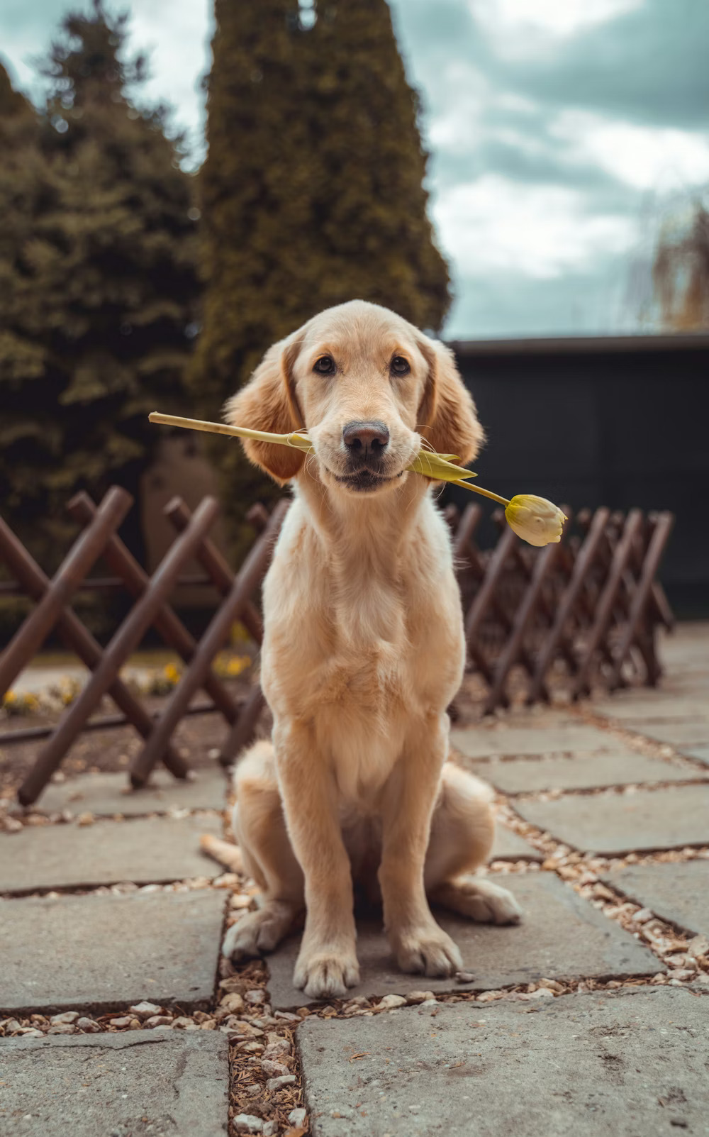 Founder with pets - beginning of Pet Care USA